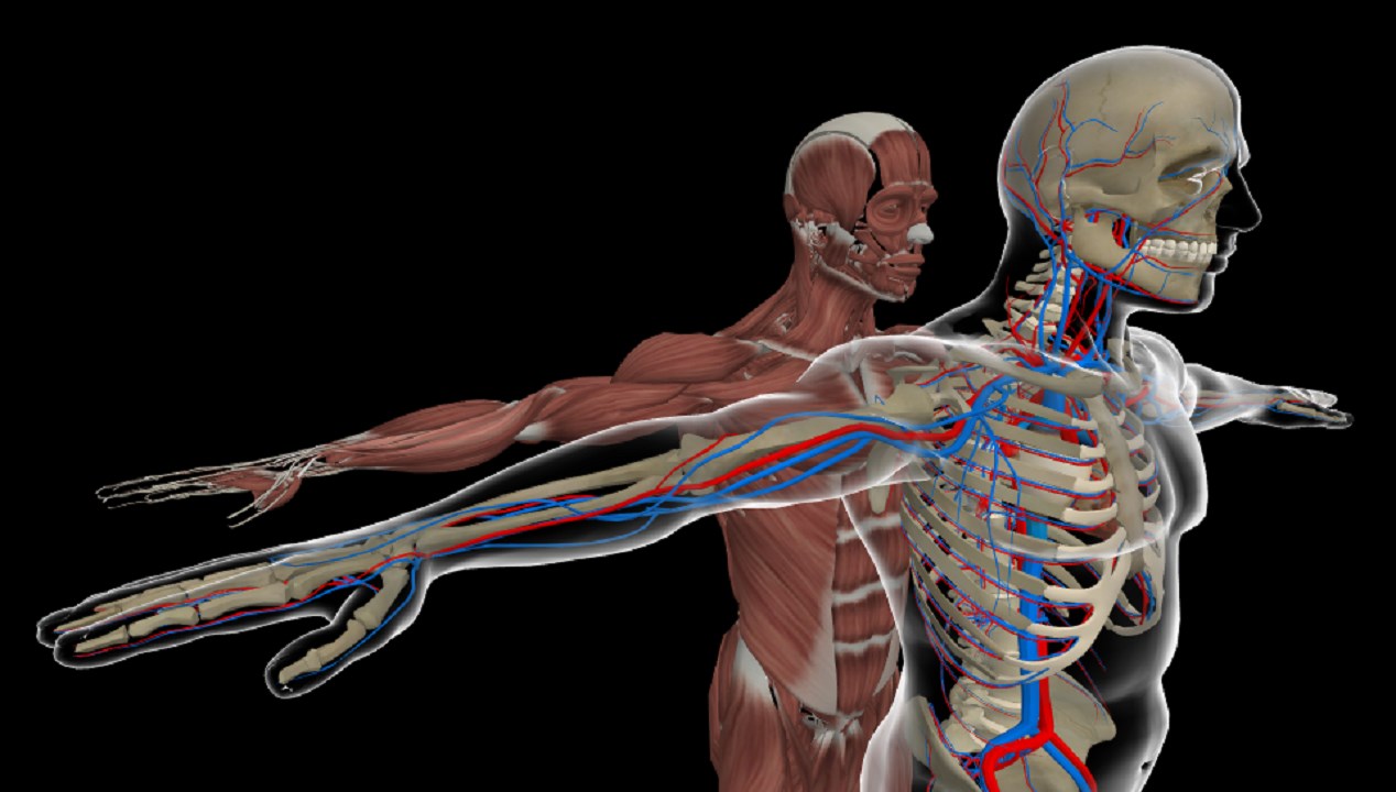 holo-anatomy