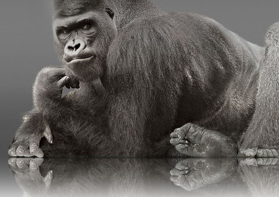 Corning kündigt Gorilla Glass 5 an, das im Vergleich zu Gorilla Glass 4 doppelt so bruchsicher ist