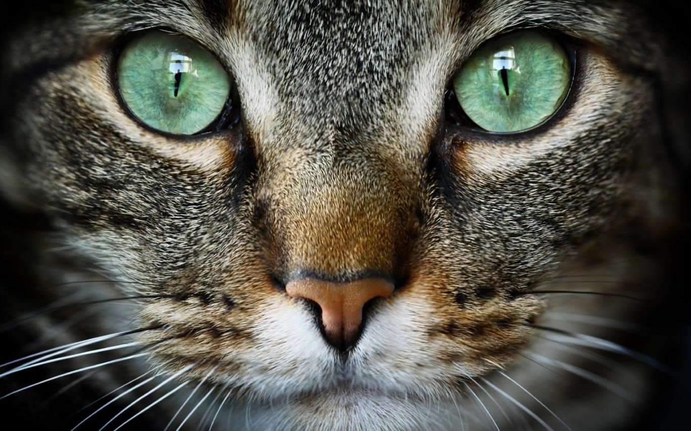Cat Lovers Get Microsofts Free Cat Expressions Windows 10 Theme