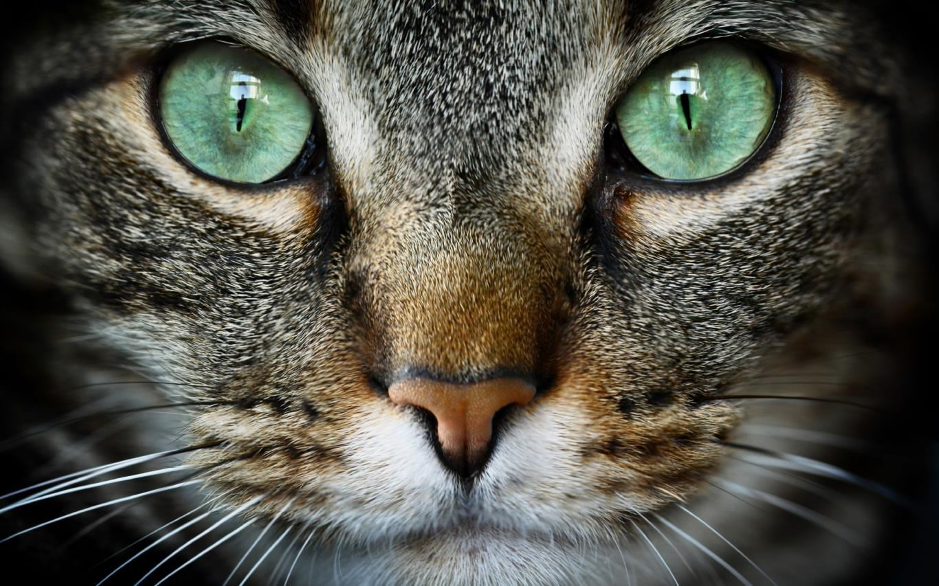 Cat Lovers Get Microsofts Free Cat Expressions Windows 10 Theme