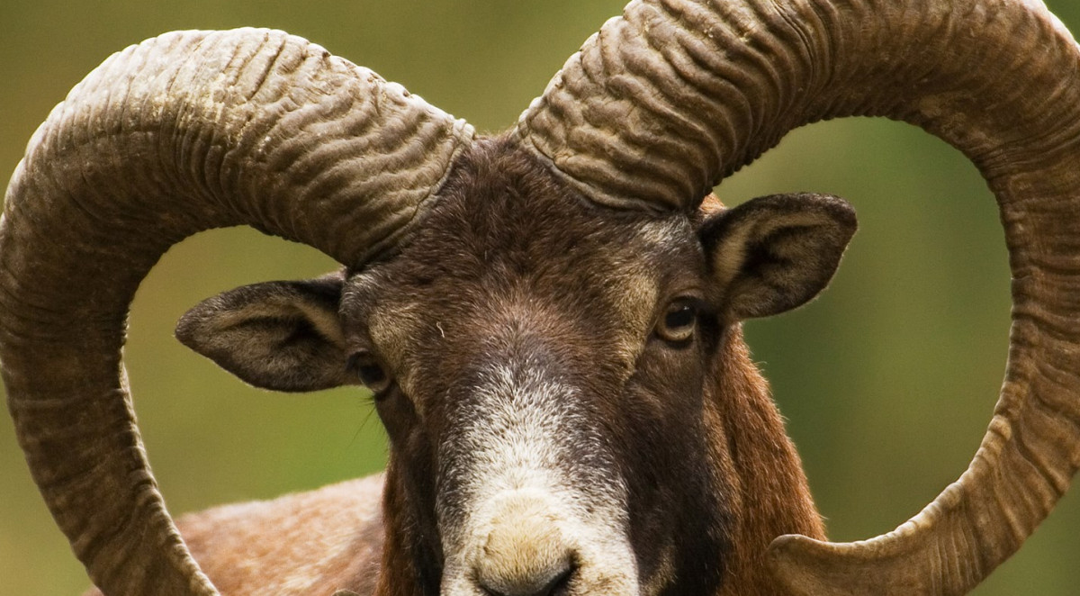 Microsoft release new Antlers and Horns wallpaper pack for Windows 10