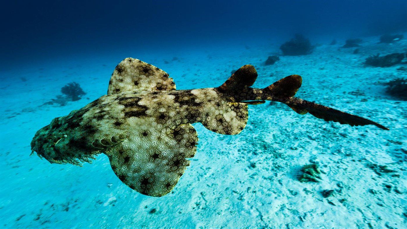 Windows 10 Theme Download 'National Geographic Underwater