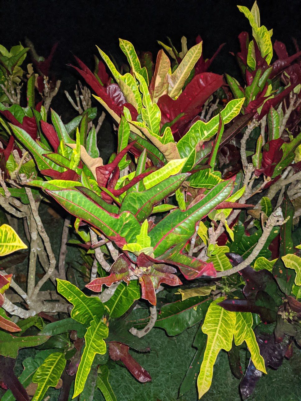google-pixel-4a-night-sight-comparison-1-flash-mspoweruser