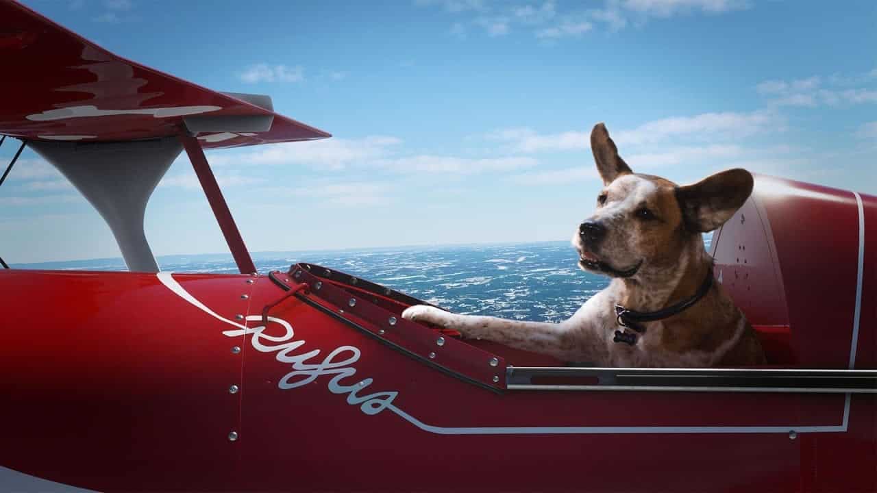 Uçakta Microsoft Flight Simulator Rufus köpeği