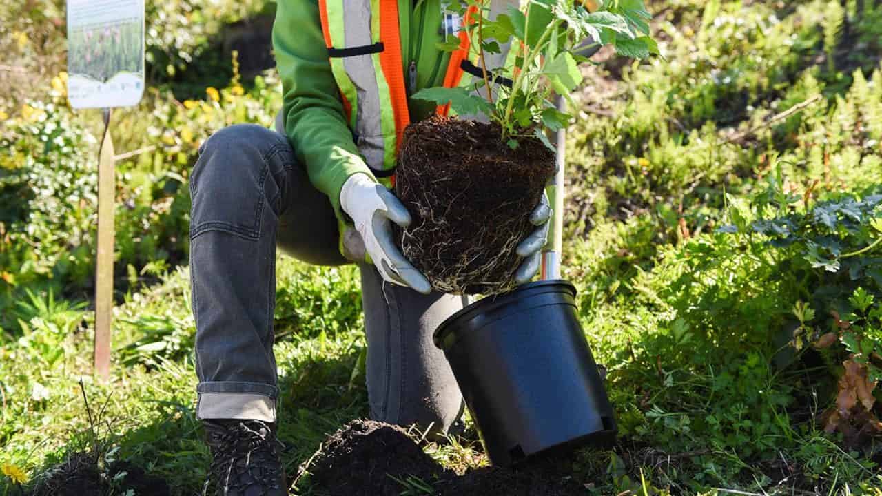 Alexa Amazon Uma árvore plantada