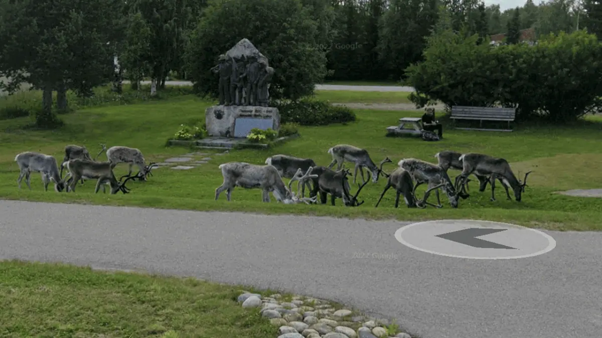 An image of reindeer in Finland
