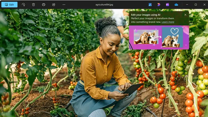 Windows 11's Photos app, with Designer